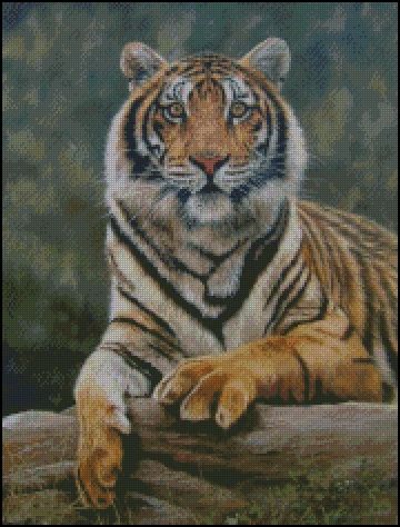 (image for) Bengal Tiger
